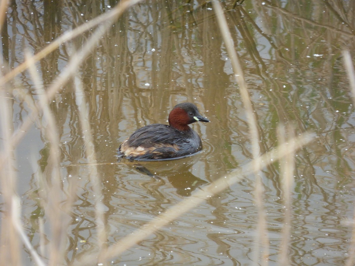 Little Grebe - Adrián Pina Hidalgo