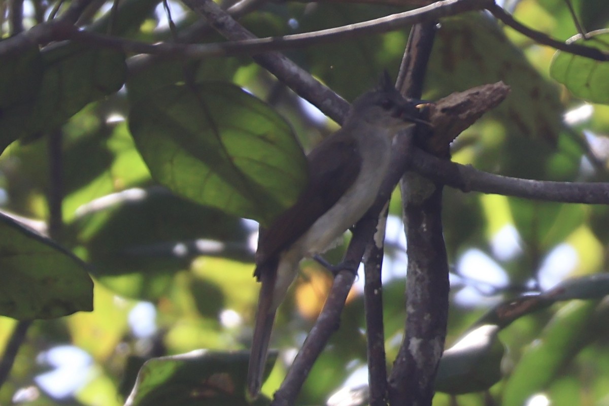 Sooty-capped Babbler - ML618019571