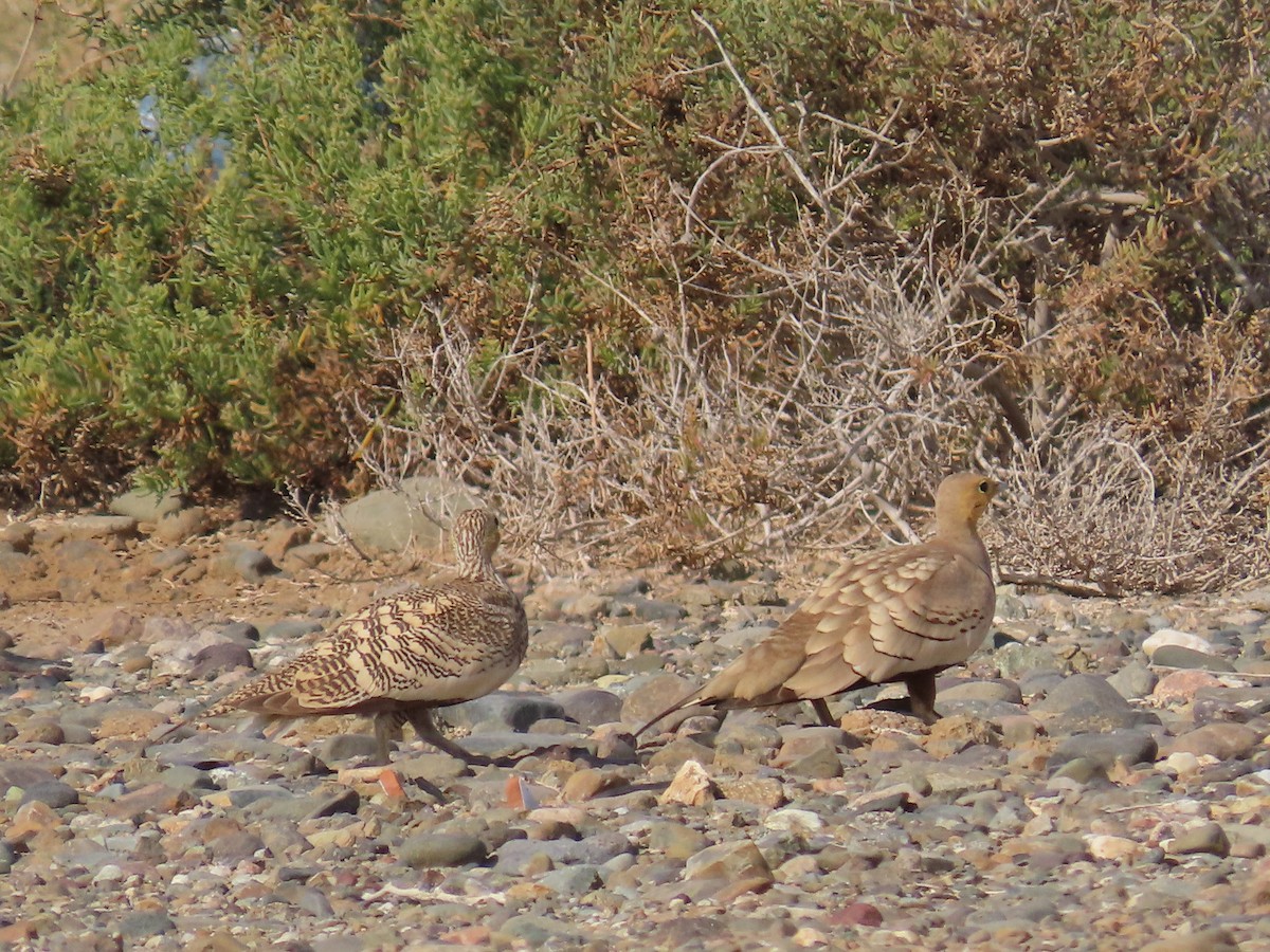 Chestnut-bellied Sandgrouse - ML618019599