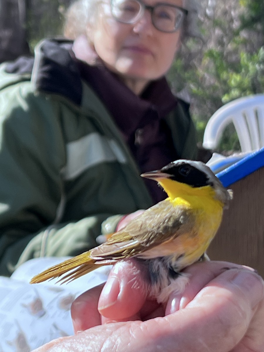 Common Yellowthroat - ML618019612