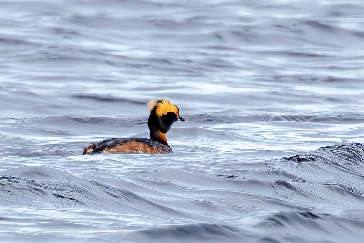 Horned Grebe - ML618019621