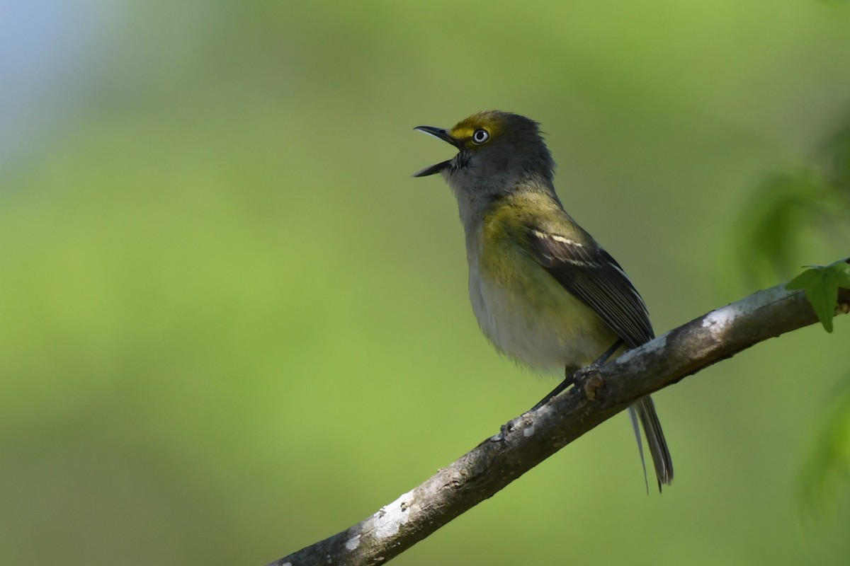 Ak Gözlü Vireo - ML618019650