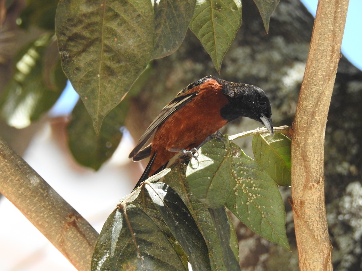 Orchard Oriole - ML618019656