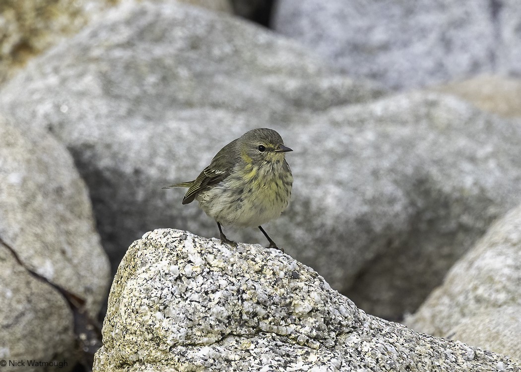 Cape May Warbler - ML618019661