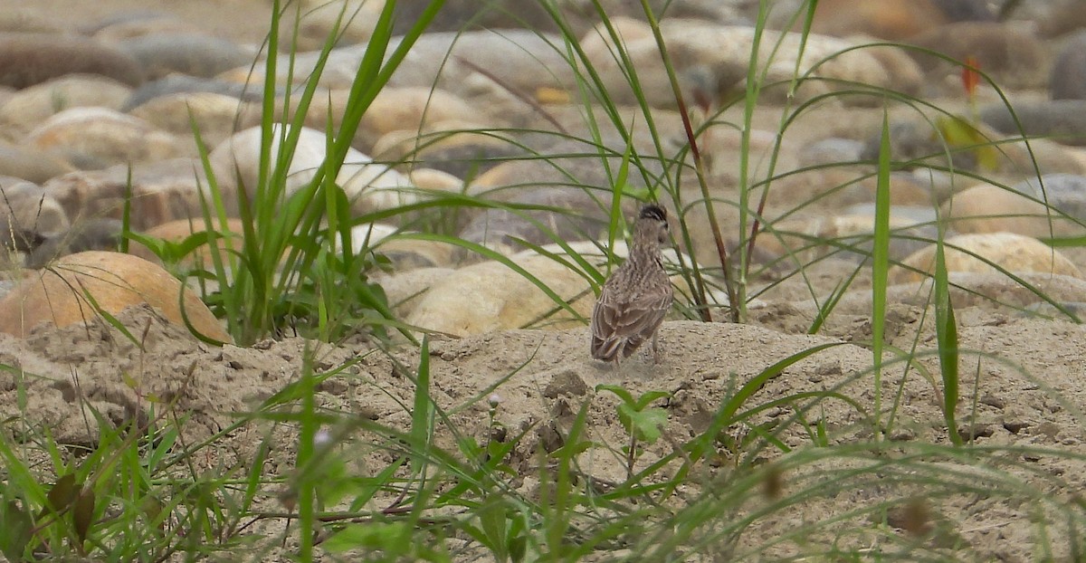 Sand Lark - tina shangloo