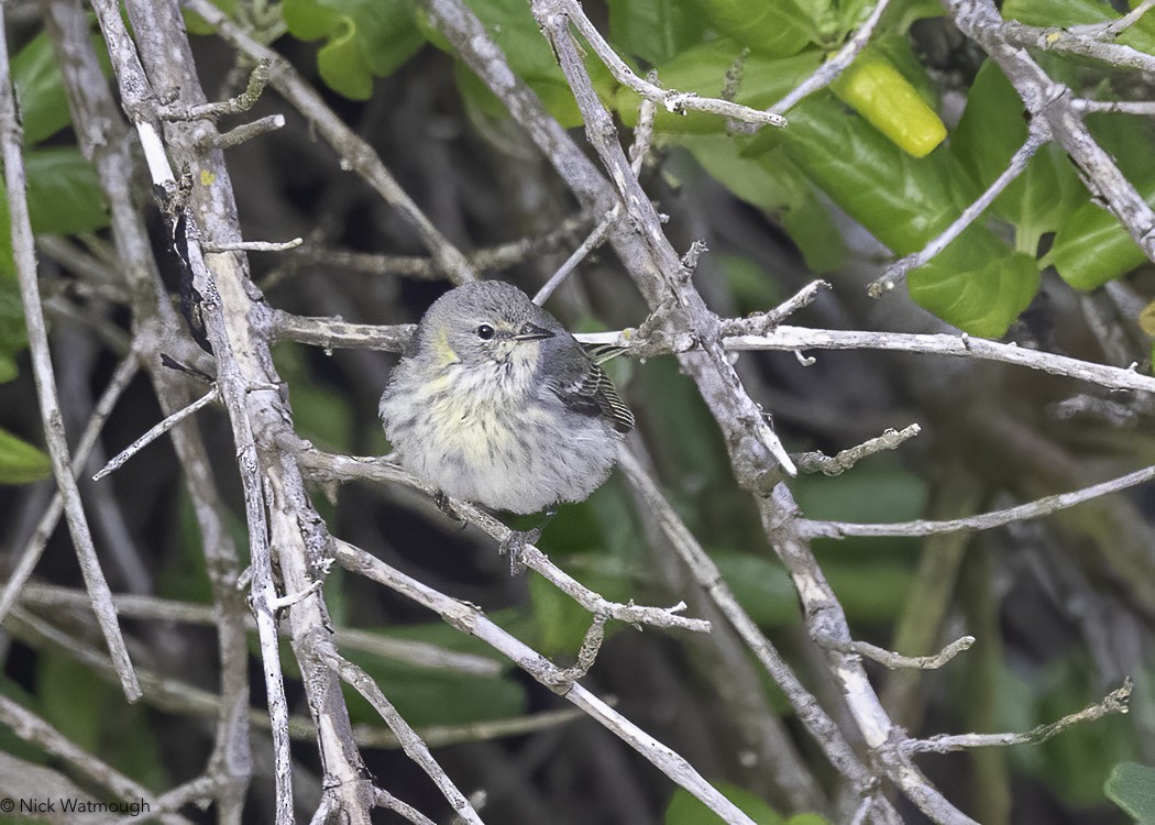 Cape May Warbler - ML618019668