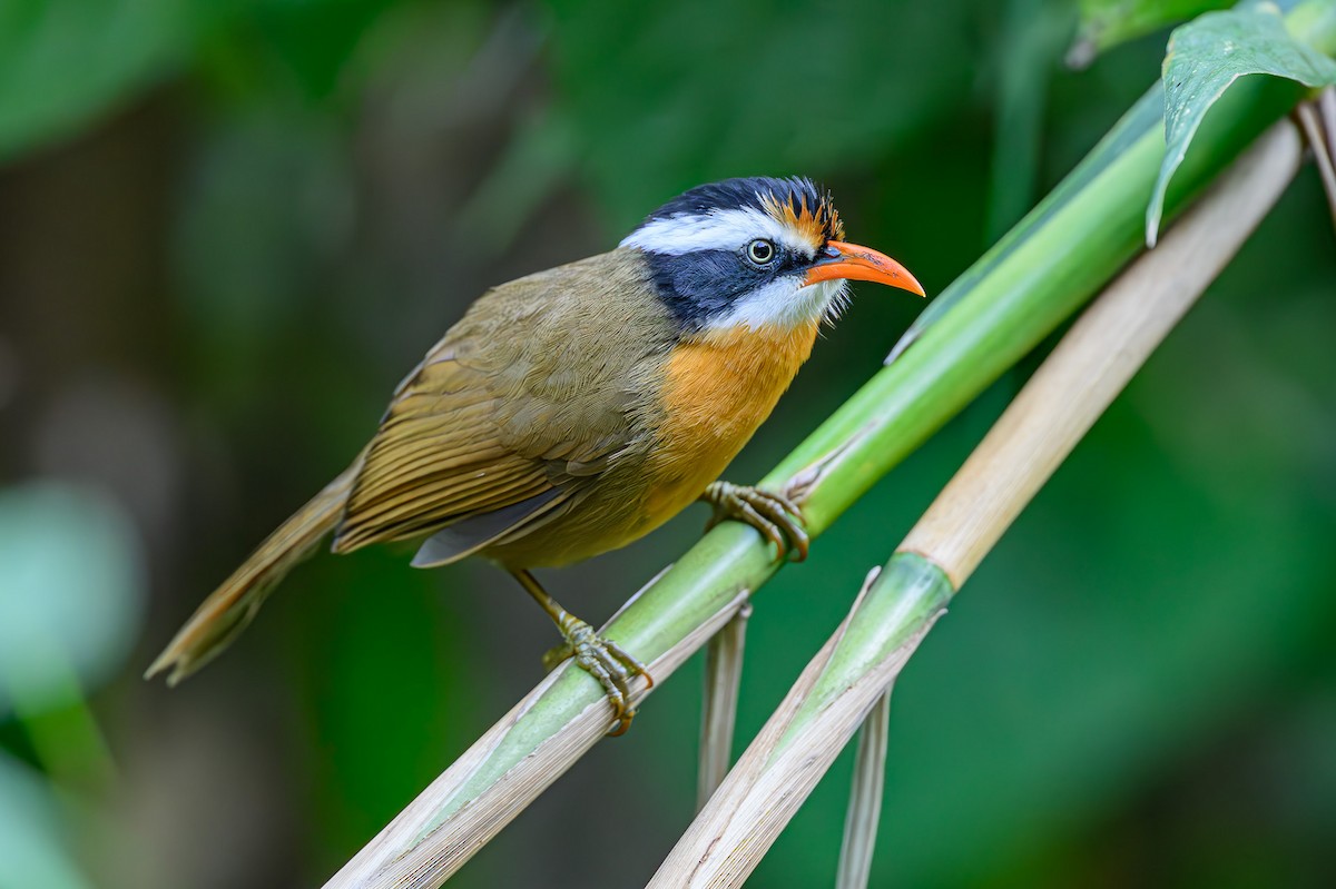 Black-crowned Scimitar-Babbler - ML618019673