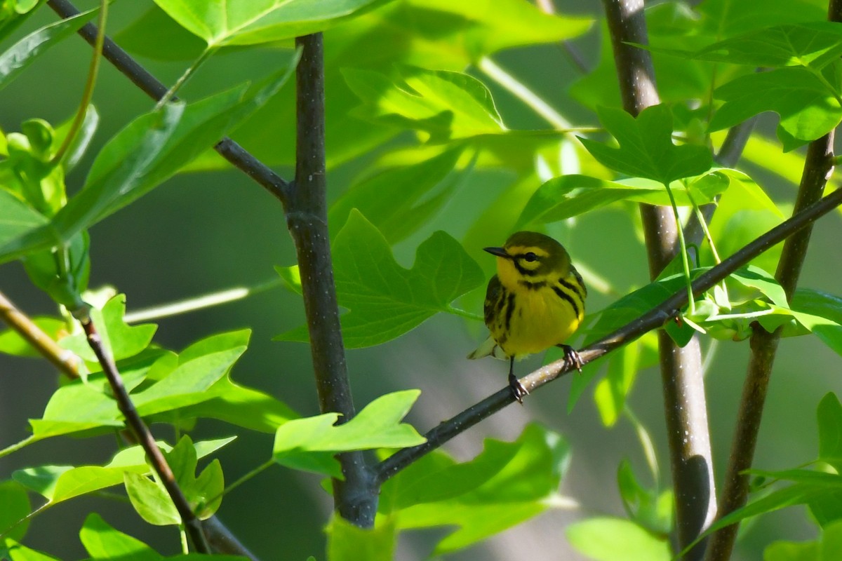 Prairie Warbler - ML618019678