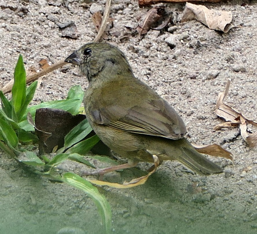 St. Lucia Black Finch - Phil Tizzard