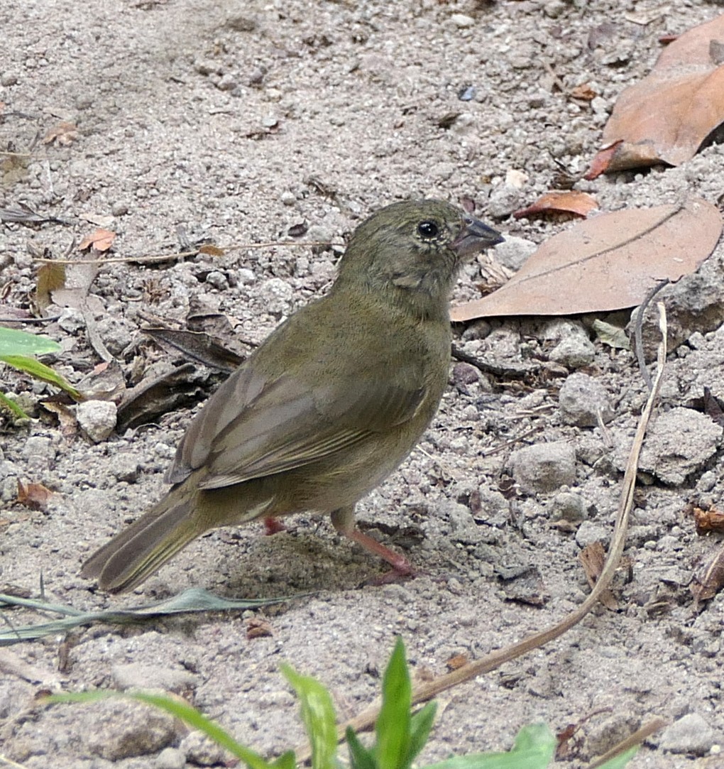 St. Lucia Black Finch - ML618019680