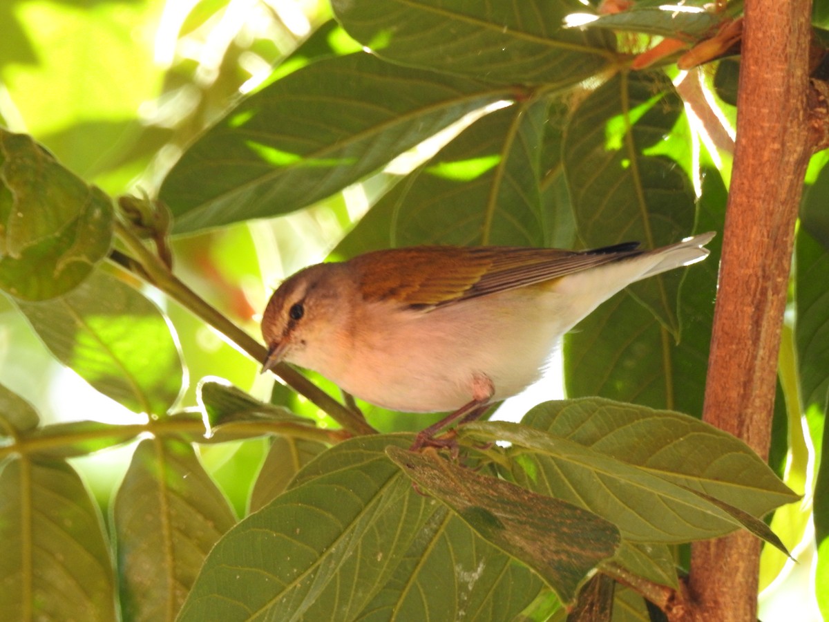 Tennessee Warbler - ML618019683