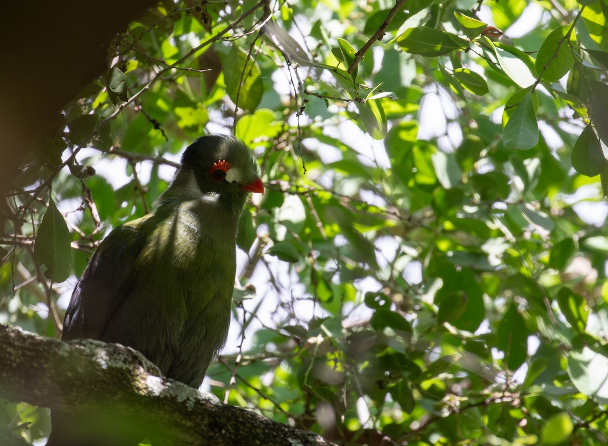 Turaco Cariblanco - ML618019697