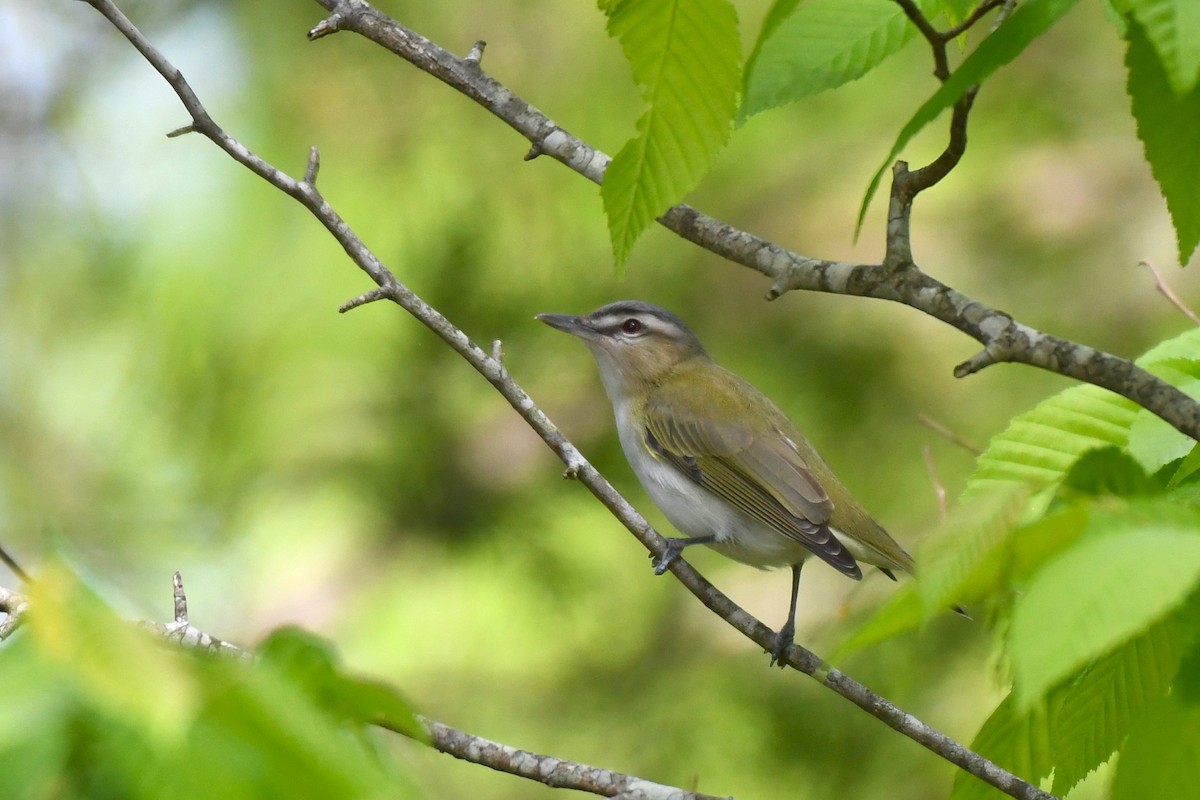 Red-eyed Vireo - Daniel Bailey