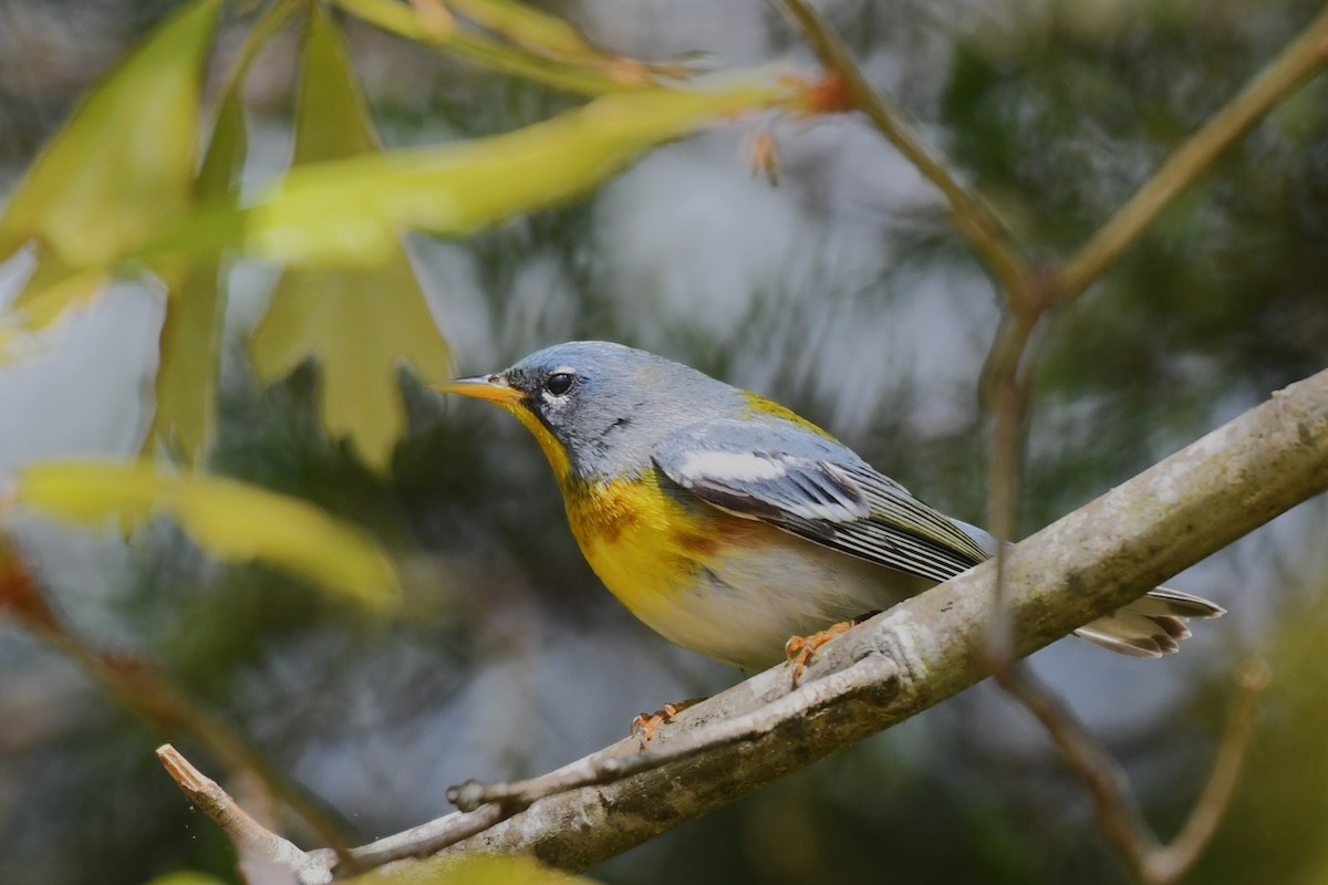 Northern Parula - ML618019726