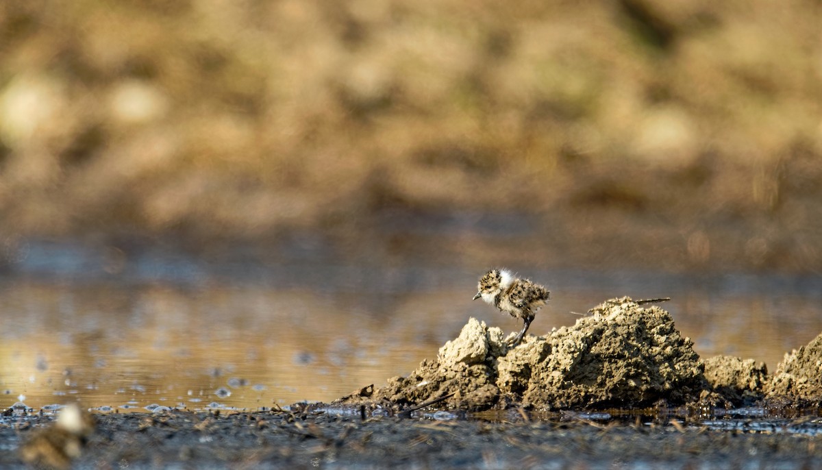 Northern Lapwing - František Straka