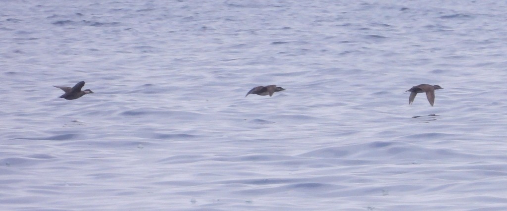 Black Scoter - Avo Stilt