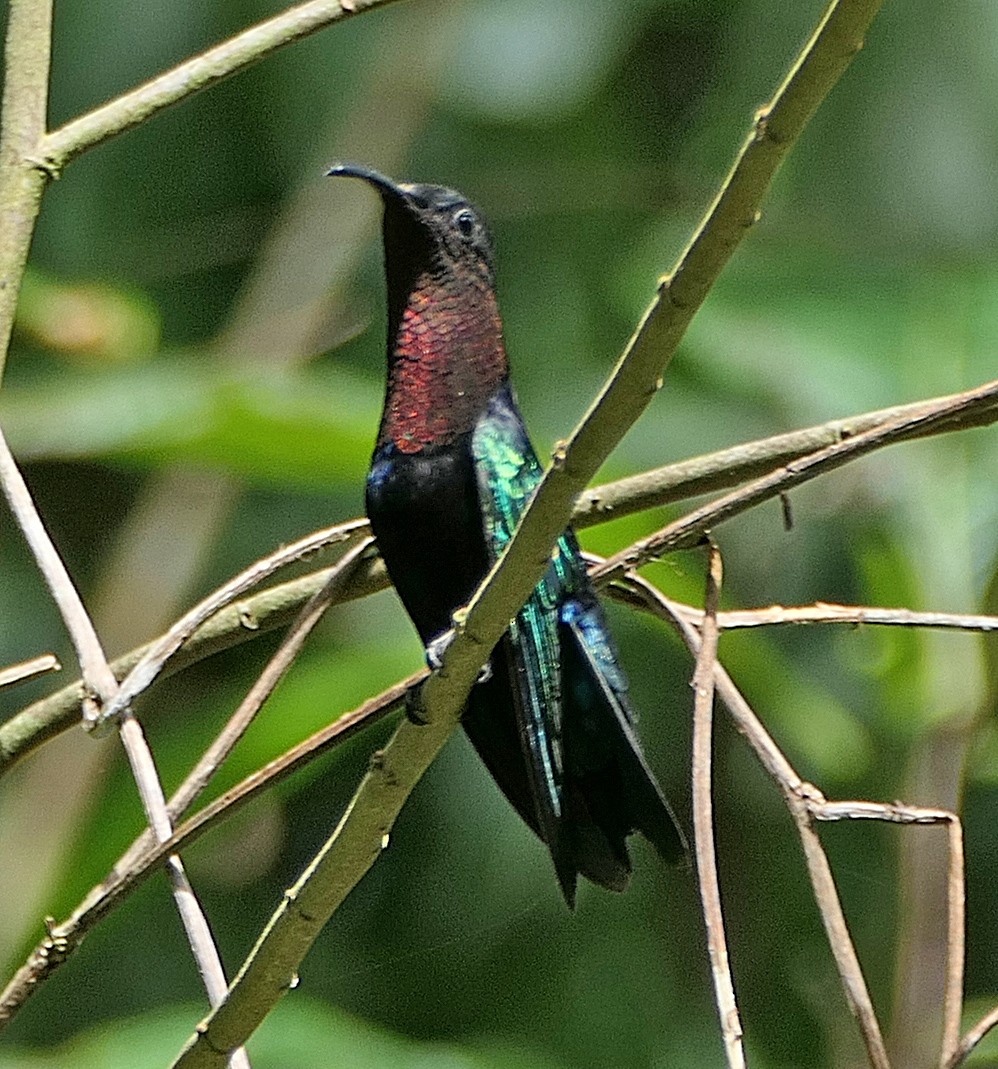 Purple-throated Carib - Phil Tizzard