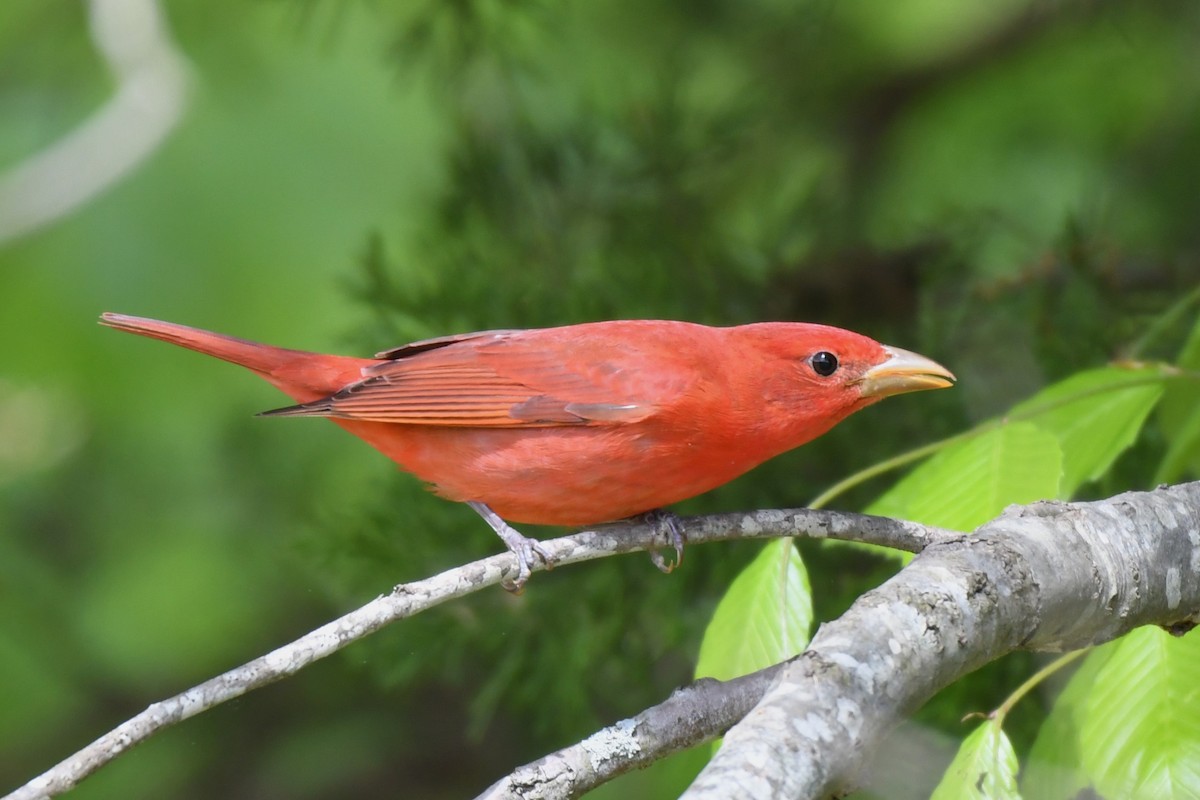 Summer Tanager - ML618019743