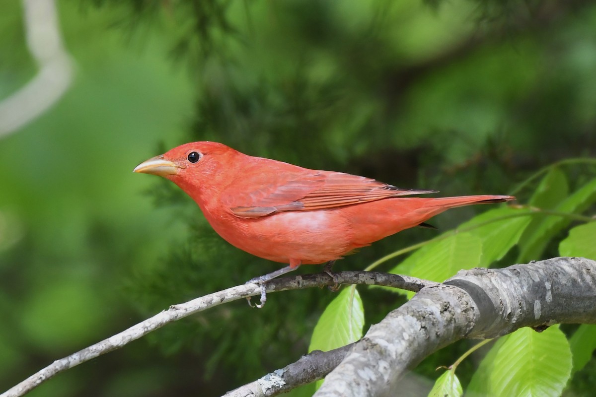 Summer Tanager - ML618019744