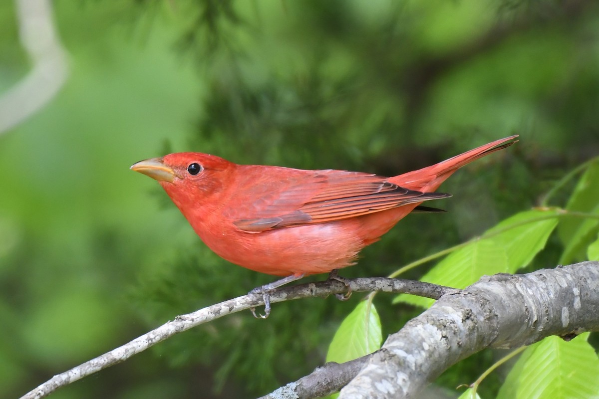 Summer Tanager - ML618019745