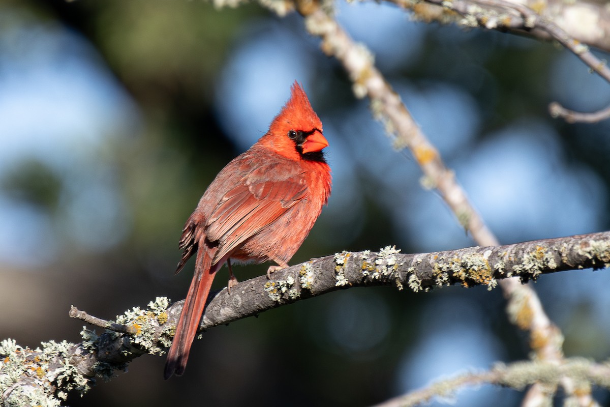 Cardinal rouge - ML618019755