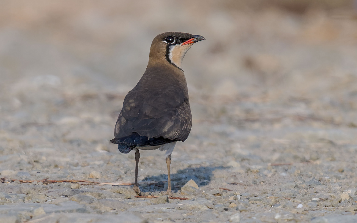 Oriental Pratincole - Yoganand K