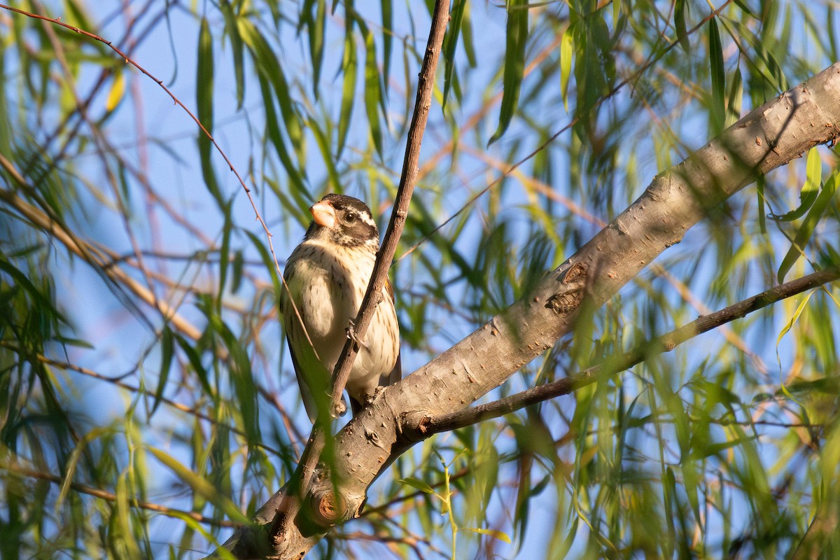 Rose-breasted Grosbeak - Boris Novikov