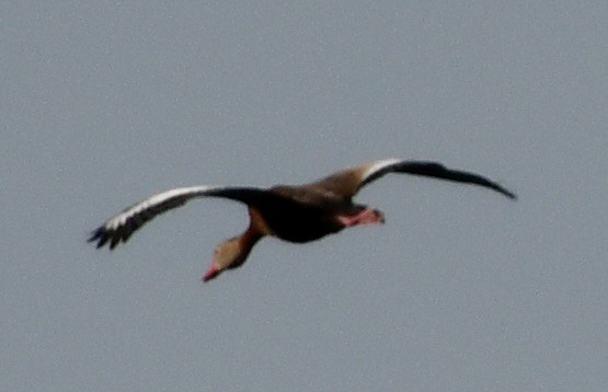 Black-bellied Whistling-Duck - ML618019772