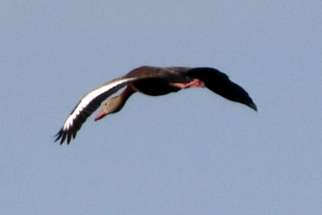 Black-bellied Whistling-Duck - ML618019773