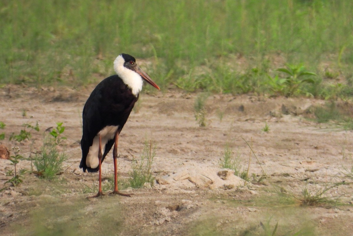 Asian Woolly-necked Stork - ML618019784