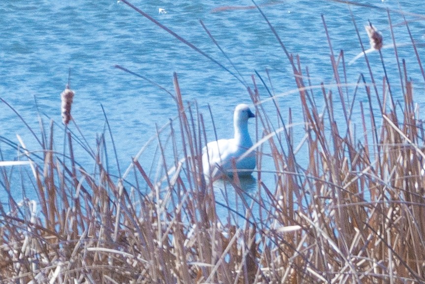 Ross's Goose - ML618019825