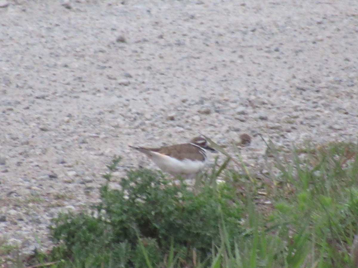 Killdeer - ML618019839