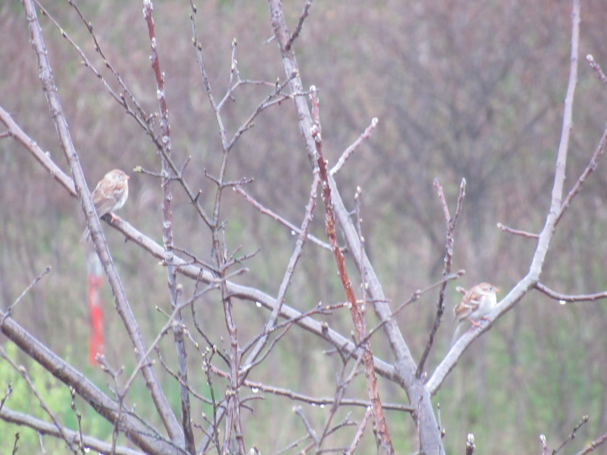 Field Sparrow - ML618019847