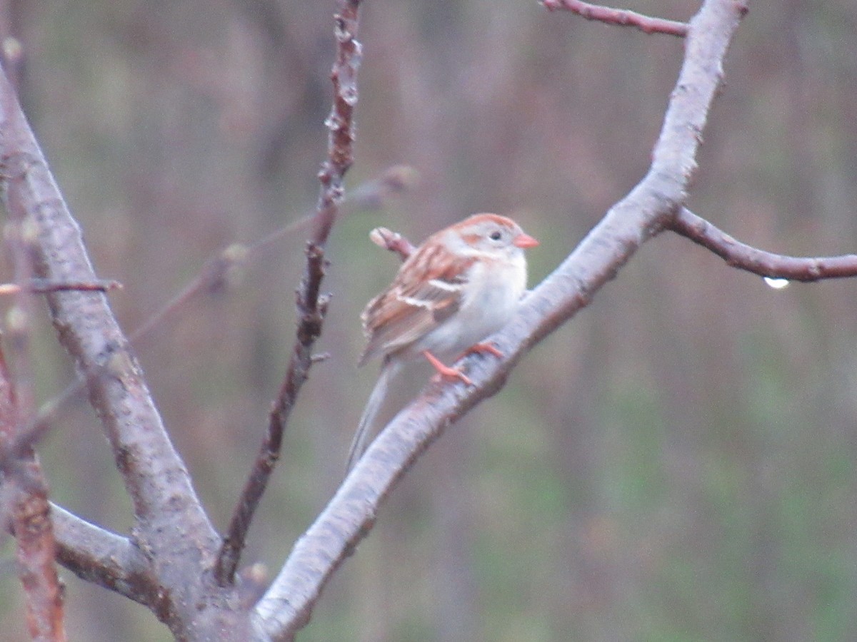 Field Sparrow - ML618019851