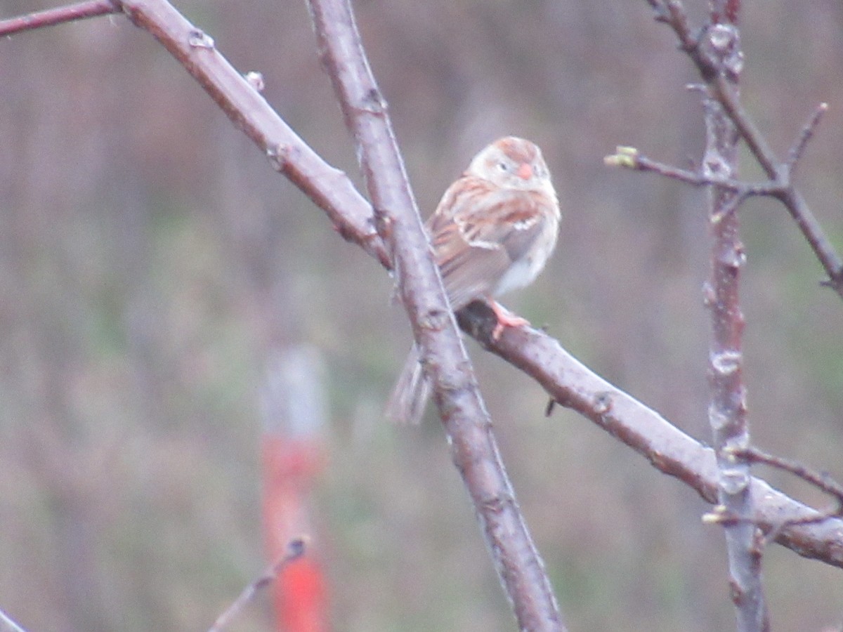 Field Sparrow - ML618019856