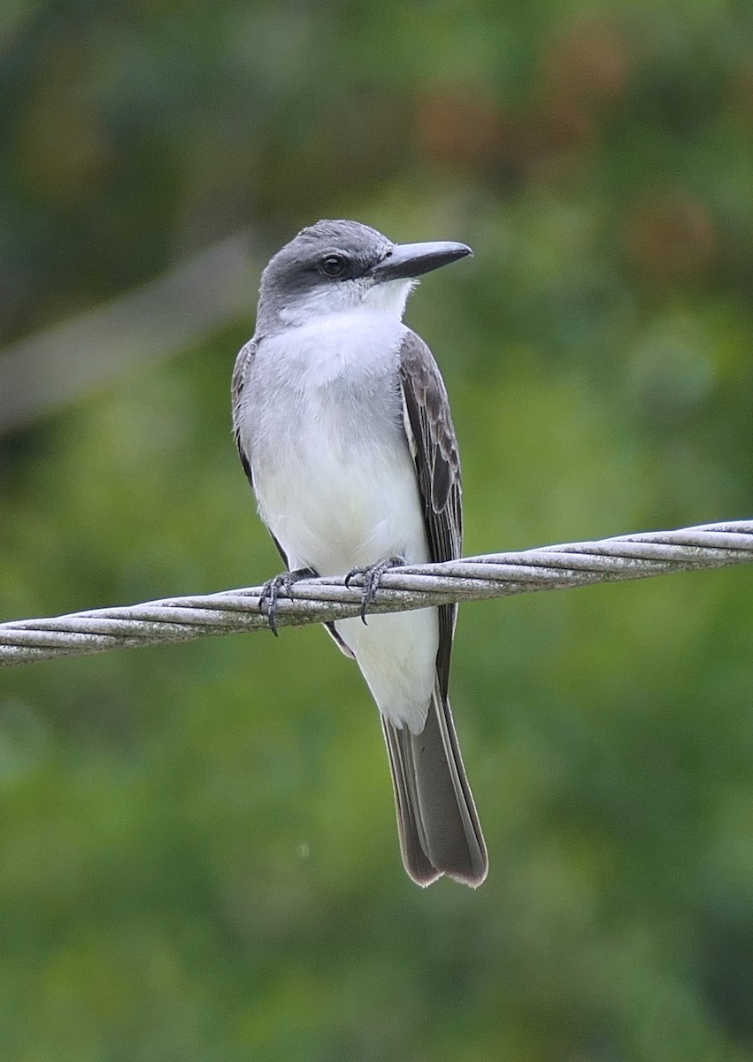 Gray Kingbird - ML618019857