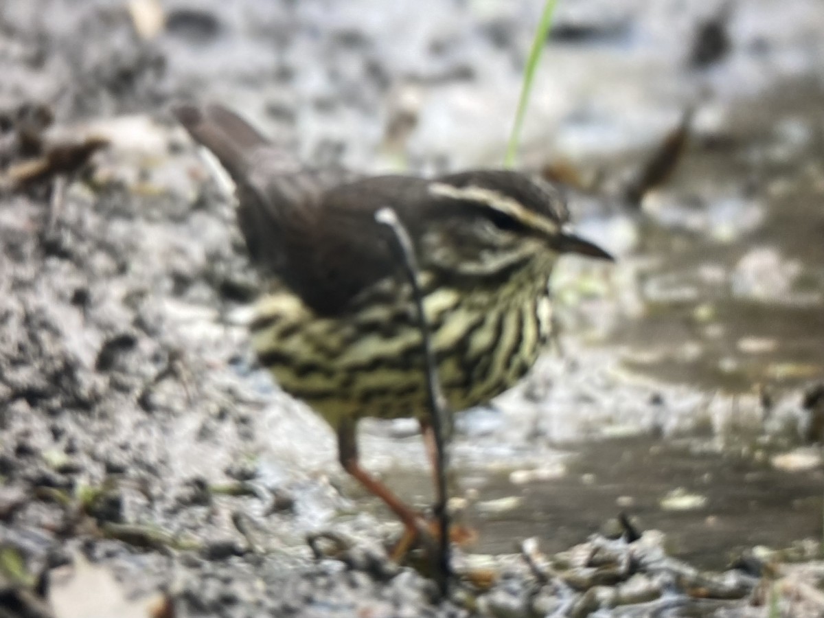 Northern Waterthrush - ML618019859