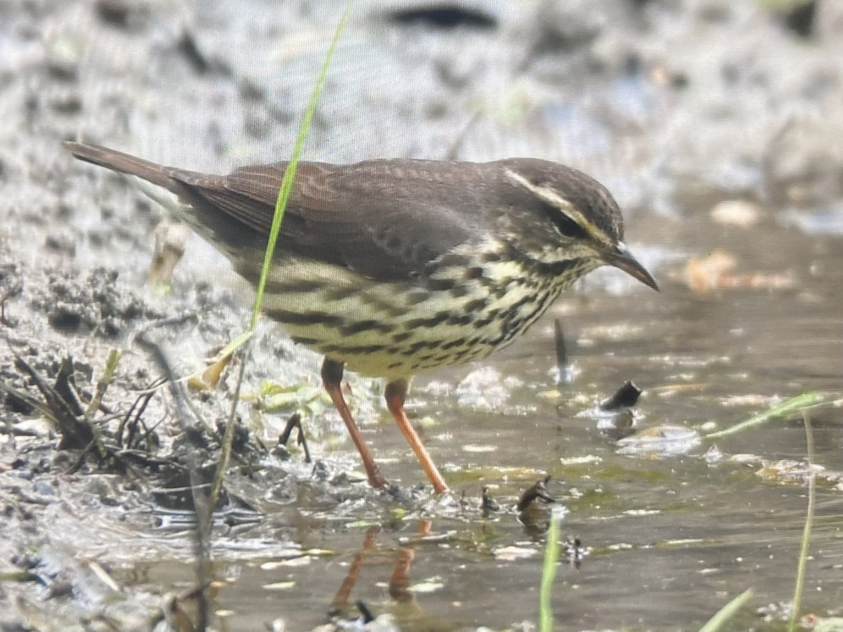 Northern Waterthrush - ML618019860