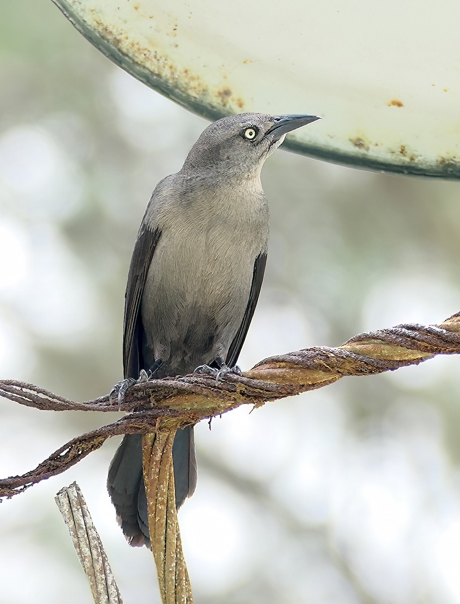 Gray Trembler - ML618019861