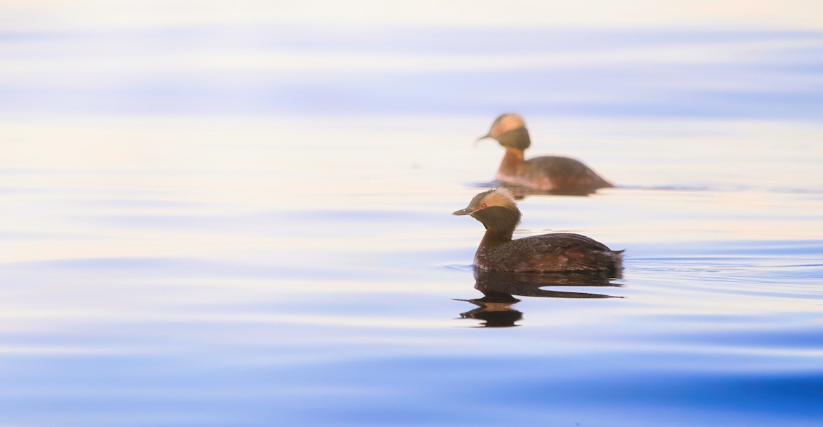 Horned Grebe - ML618019864