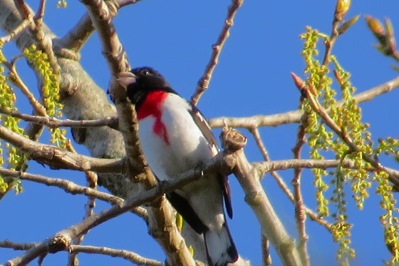 Rose-breasted Grosbeak - ML618019867