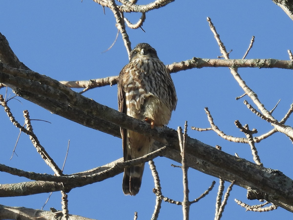 Merlin - Curt Nehrkorn