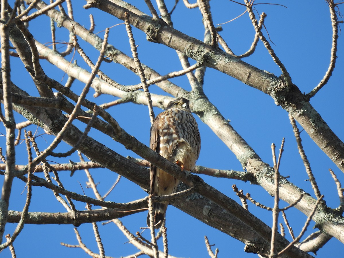 Merlin - ML618019894