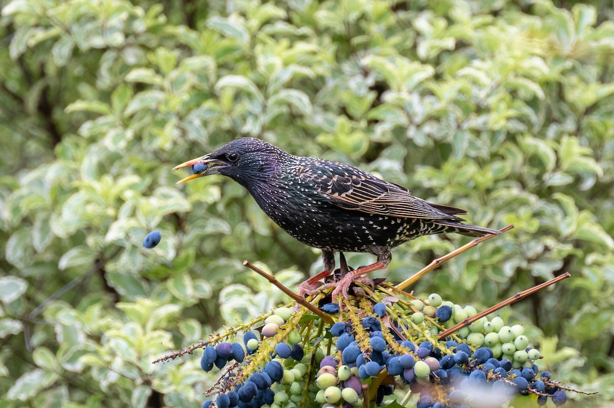 歐洲椋鳥 - ML618019902