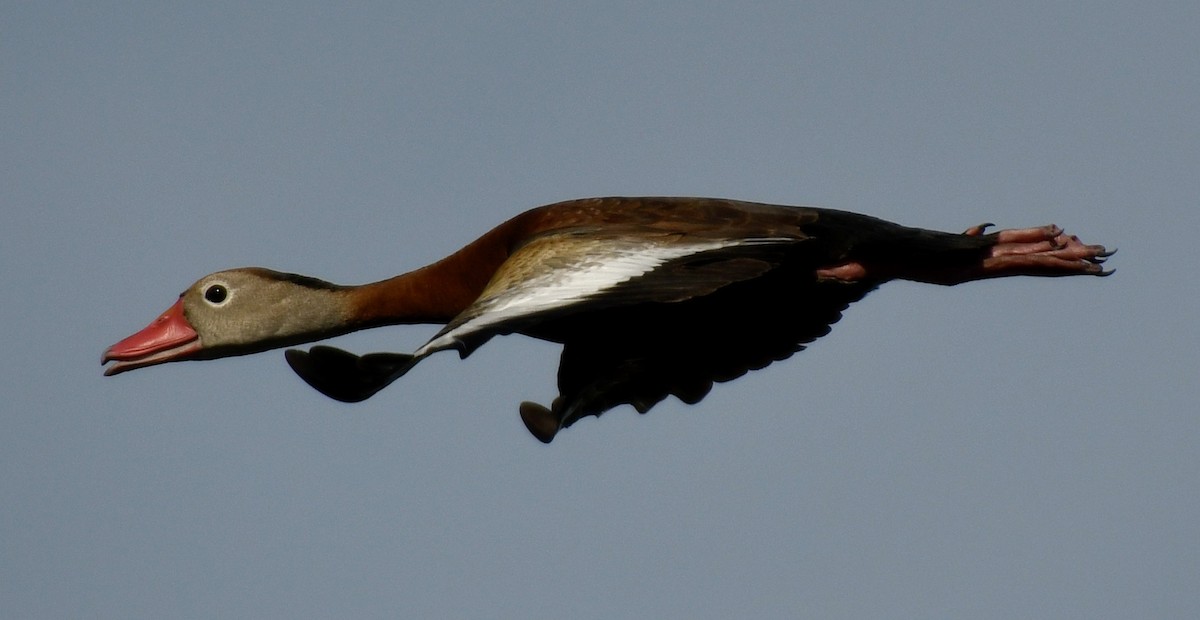 Black-bellied Whistling-Duck - ML618019906