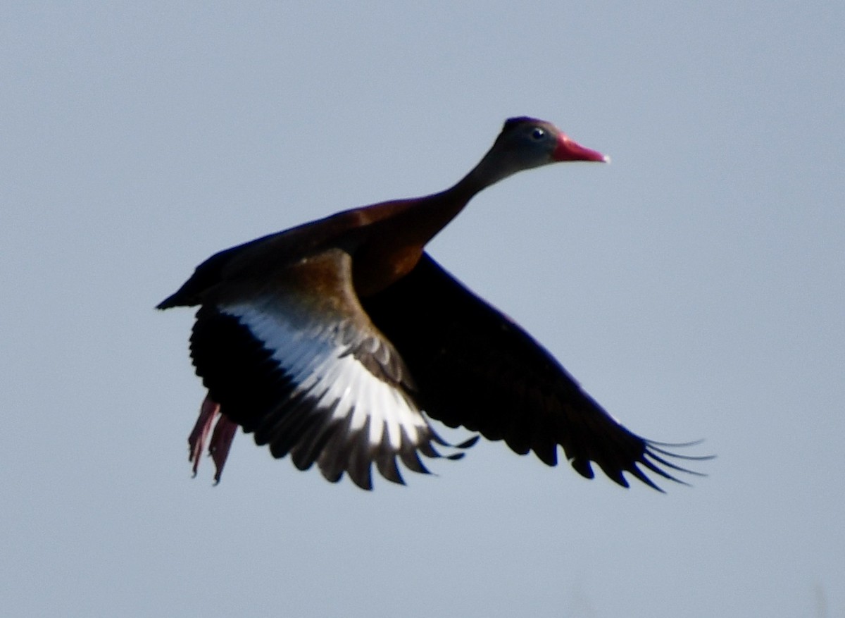 Black-bellied Whistling-Duck - ML618019908