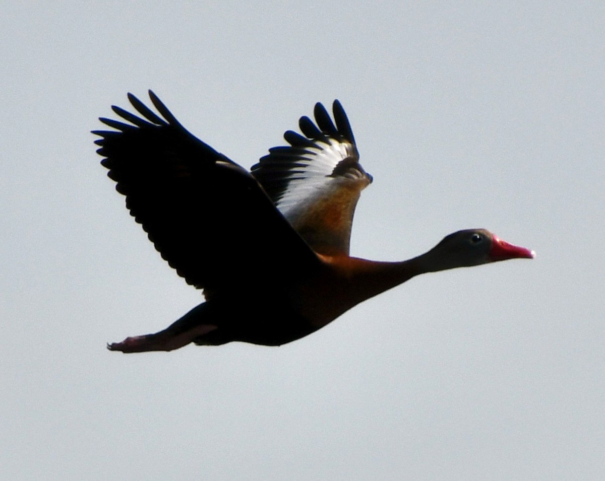 Black-bellied Whistling-Duck - ML618019910