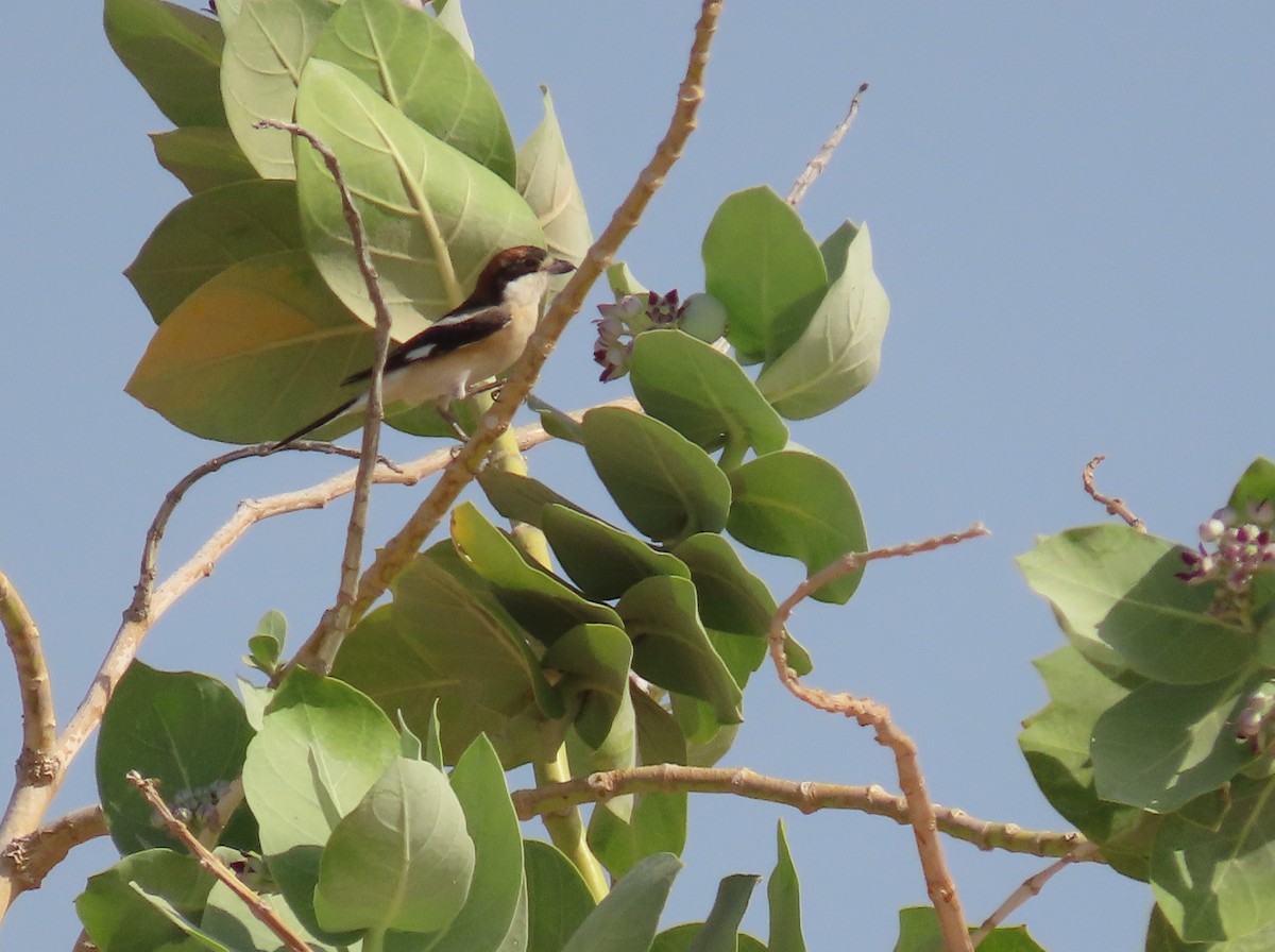 Woodchat Shrike - ML618019920