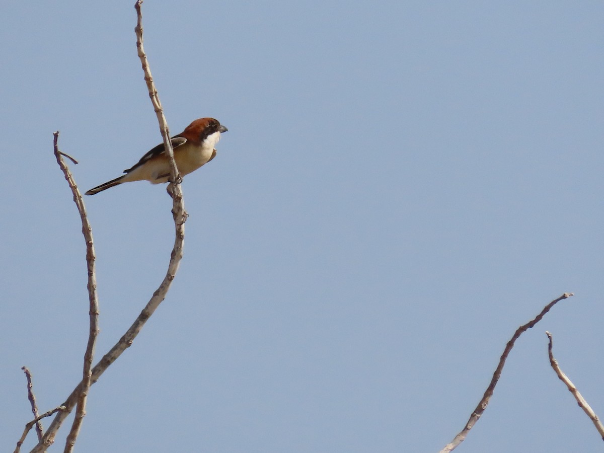 Woodchat Shrike - ML618019921