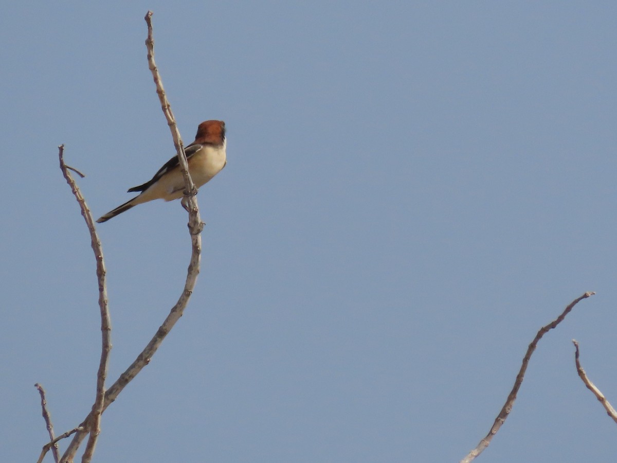 Woodchat Shrike - ML618019922